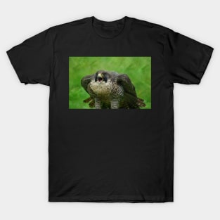 The Peregrine Falcon T-Shirt